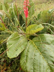 Erythrina zeyheri