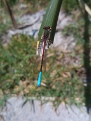 Oxyallagma dissidens