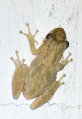 Scinax x-signatus