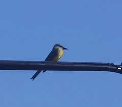 Tyrannus melancholicus