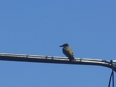 Tyrannus melancholicus