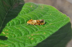Acontiinae