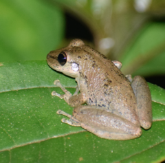 Scinax ruber