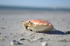 Ovalipes trimaculatus