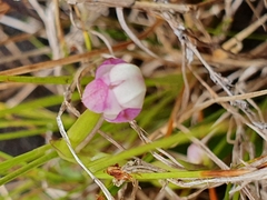 Cynorkis fastigiata