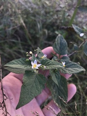 Solanum nigrum