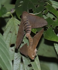 Pachylioides resumens