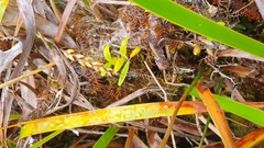 Bulbophyllum nutans