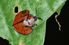 Omaspides picaflorensis