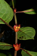 Glossoloma ichthyoderma