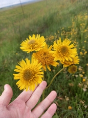 Berkheya setifera