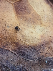 Theridiidae