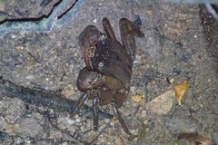 Sesarmidae