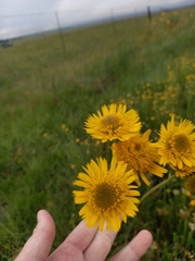 Berkheya setifera