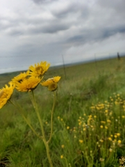 Berkheya setifera
