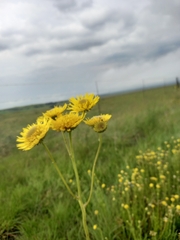 Berkheya setifera