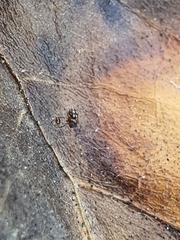 Theridiidae