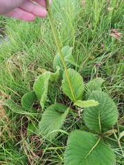 Berkheya setifera
