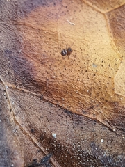 Theridiidae