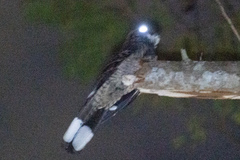 Caprimulgus macrurus