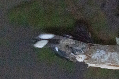 Caprimulgus macrurus