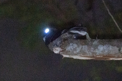 Caprimulgus macrurus