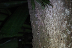 Gekko monarchus