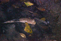 Periophthalmodon schlosseri