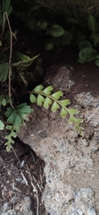 Asplenium aethiopicum filare