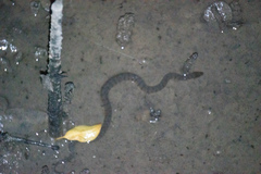 Cerberus schneiderii