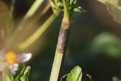 Oncometopia hamiltoni