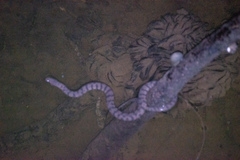 Cerberus schneiderii