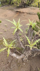 Sonchus hierrensis