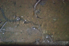 Cerberus schneiderii