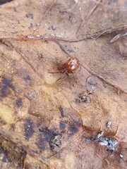 Steatoda