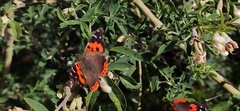 Vanessa vulcania