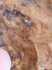 Steatoda