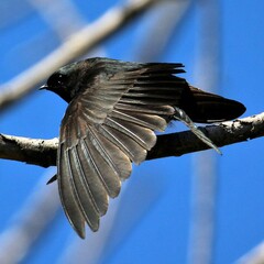 Psalidoprocne pristoptera