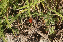 Chrysotoxum triarcuatum