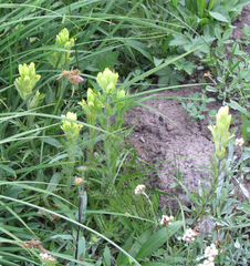 Castilleja cusickii