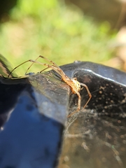 Latrodectus geometricus
