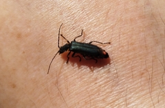 Chauliognathus magellanicus