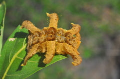 Phobetron hipparchia