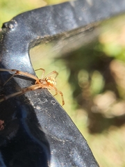 Latrodectus geometricus