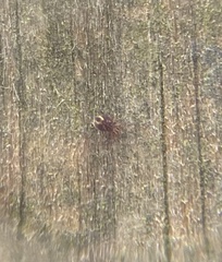 Dicyrtomina