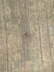 Dicyrtomina