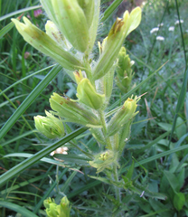 Castilleja cusickii