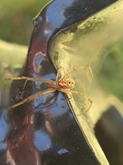 Latrodectus geometricus