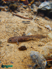 Paradactylodon persicus