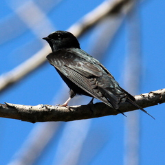 Psalidoprocne pristoptera